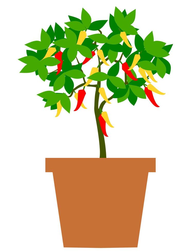 albero di peperoncino in vaso vettore