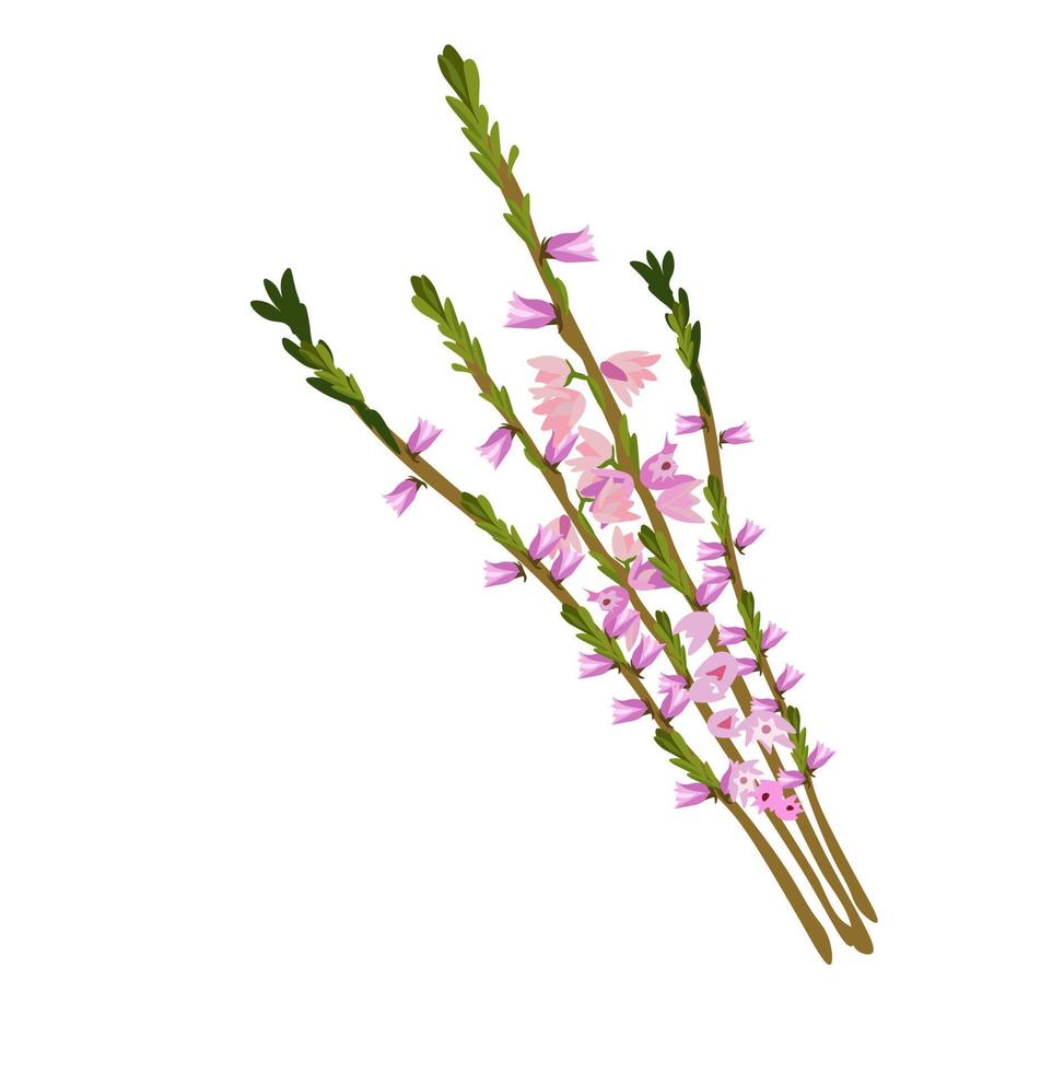 illustrazione di riserva di vettore di erica. un delicato bouquet di fiori di campo rosa. Isolato su uno sfondo bianco.
