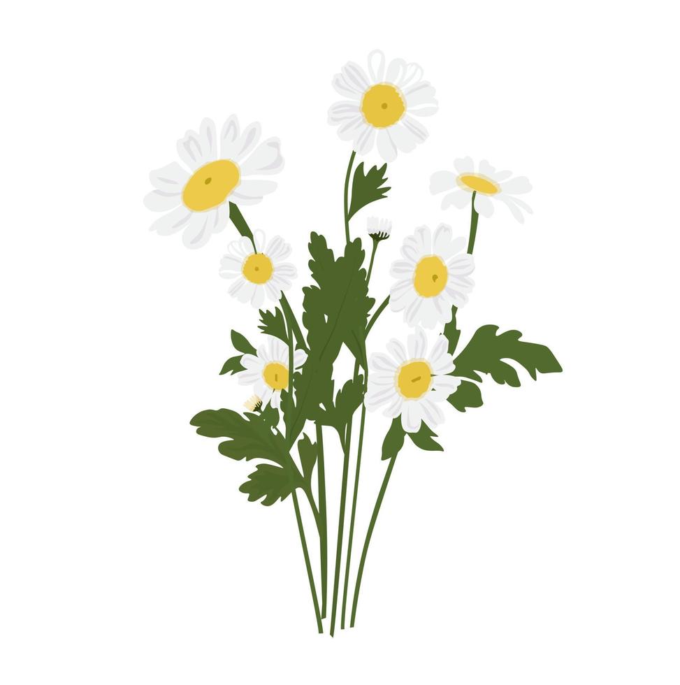 bouquet di margherite illustrazione stock vettoriale. mazzo di fiori di prato primaverili. petali bianchi. Isolato su uno sfondo bianco. vettore