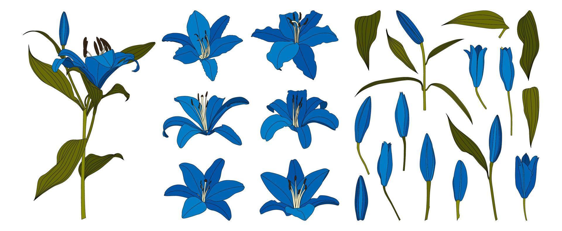 set di vettore di fiori di giglio blu disegnato a mano isolato
