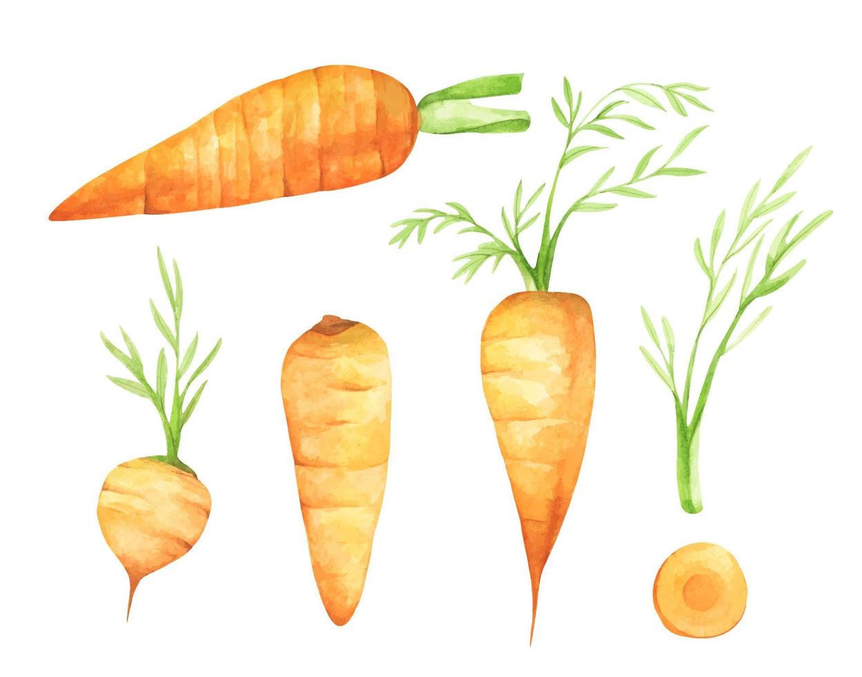 set di carote fresche con foglie verdi. illustrazione ad acquerello. vettore