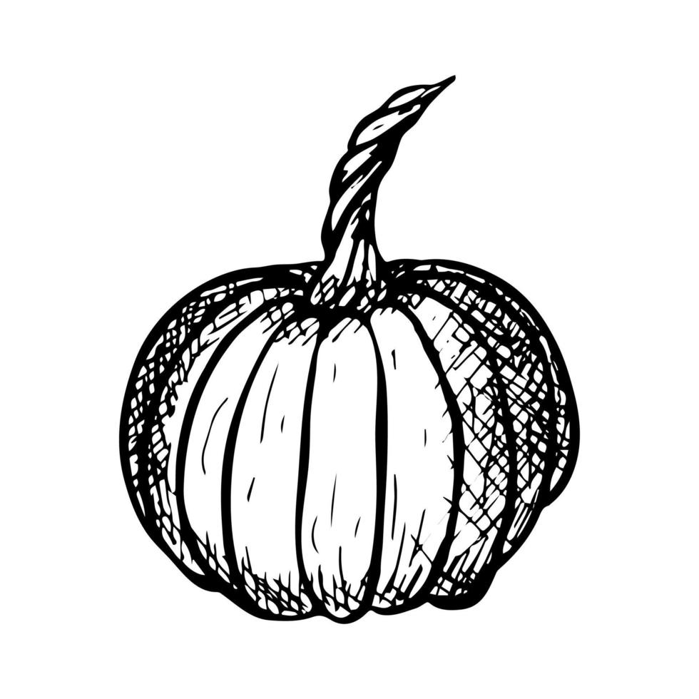 illustrazione disegnata a mano di vettore della zucca. oggetto isolato su sfondo bianco. clipart di raccolta delle verdure. prodotto del mercato agricolo. elementi per il design autunnale, la decorazione.