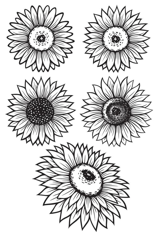 illustrazioni vettoriali di silhouette di girasole