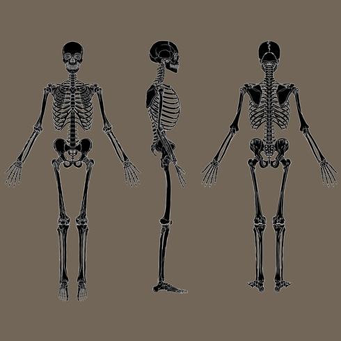 Vettore nero del grafico di scheletro umano negativo