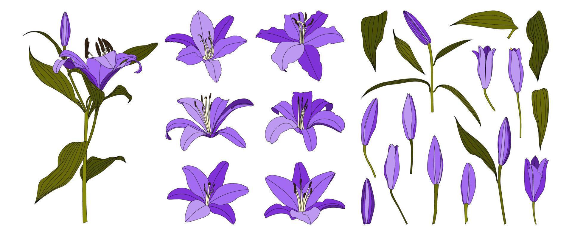 set di vettore di fiori di giglio viola disegnato a mano isolato