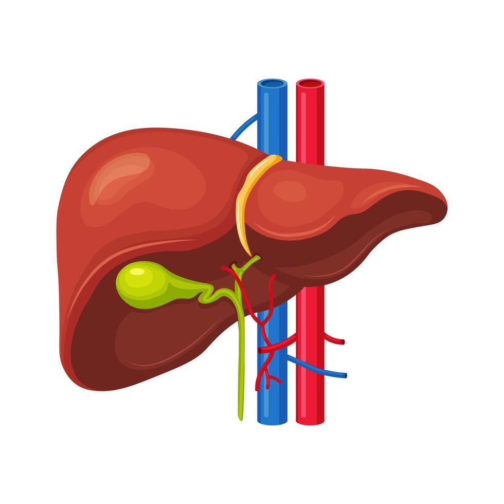 fegato umano isolato su sfondo. organo interno. cistifellea, aorta, vena porta, dotto epatico. anatomia delle scienze mediche. design piatto vettoriale