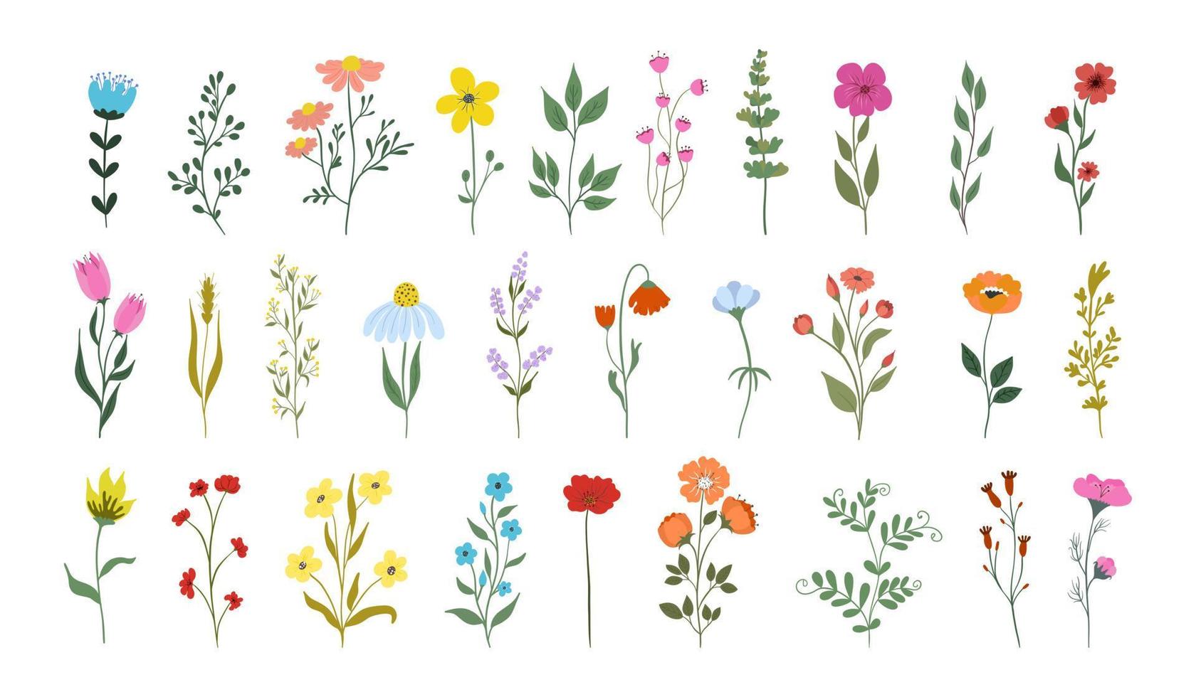 raccolta di bellissime erbe selvatiche, piante erbacee fiorite, fiori che sbocciano, isolati su sfondo bianco. illustrazione botanica dettagliata disegnata a mano. vettore