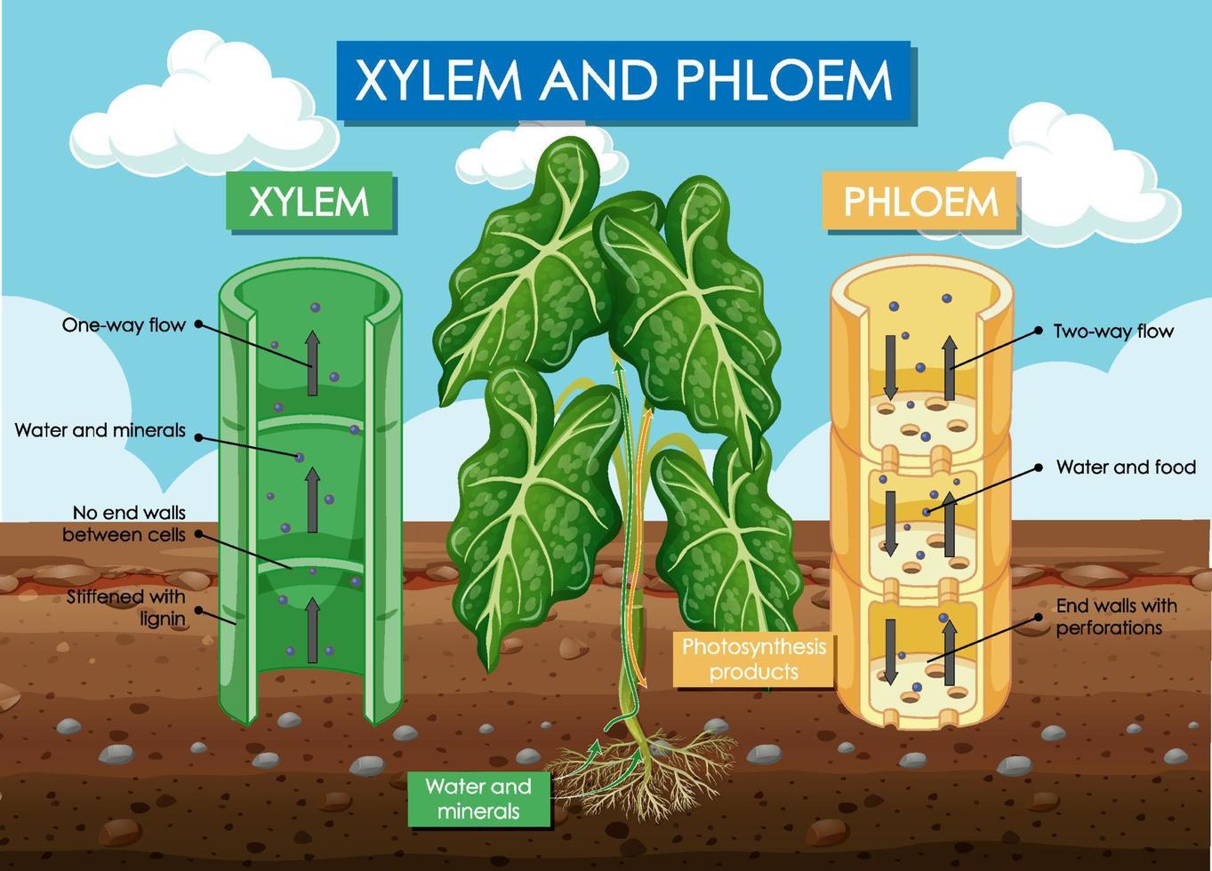 diagramma che mostra la pianta di xilema e floema vettore