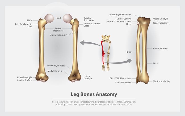 Ossa di gamba di anatomia umana con l&#39;illustrazione di vettore del dettaglio