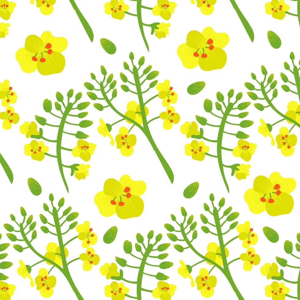 modello fiore di colza di colza. sfondo giallo e verde di fiori vettore