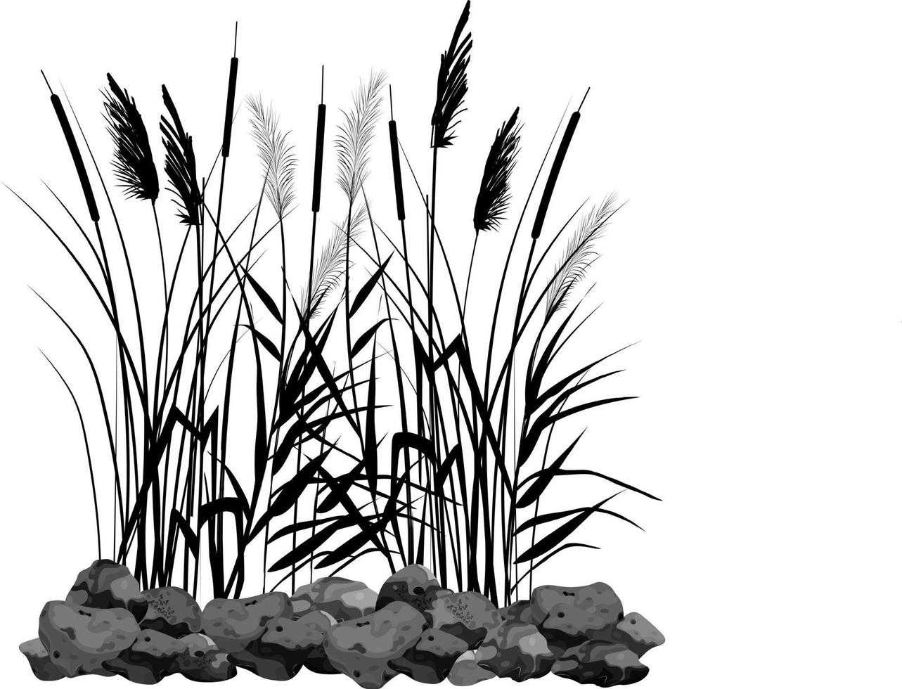 canna disegnata a mano o erba di pampa circondata da pietre grigie. sagoma di canna su sfondo bianco. bordo o cornice di piante verdi. vettore