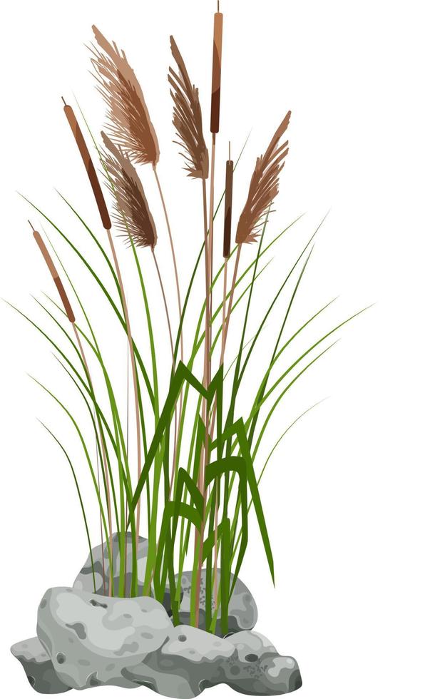 canna disegnata a mano o erba di pampa circondata da pietre grigie. sagoma di canna su sfondo bianco. bordo o cornice di piante verdi. vettore