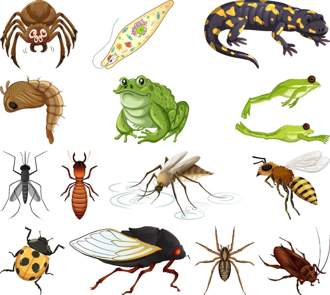 diversi tipi di insetti e animali su sfondo bianco vettore