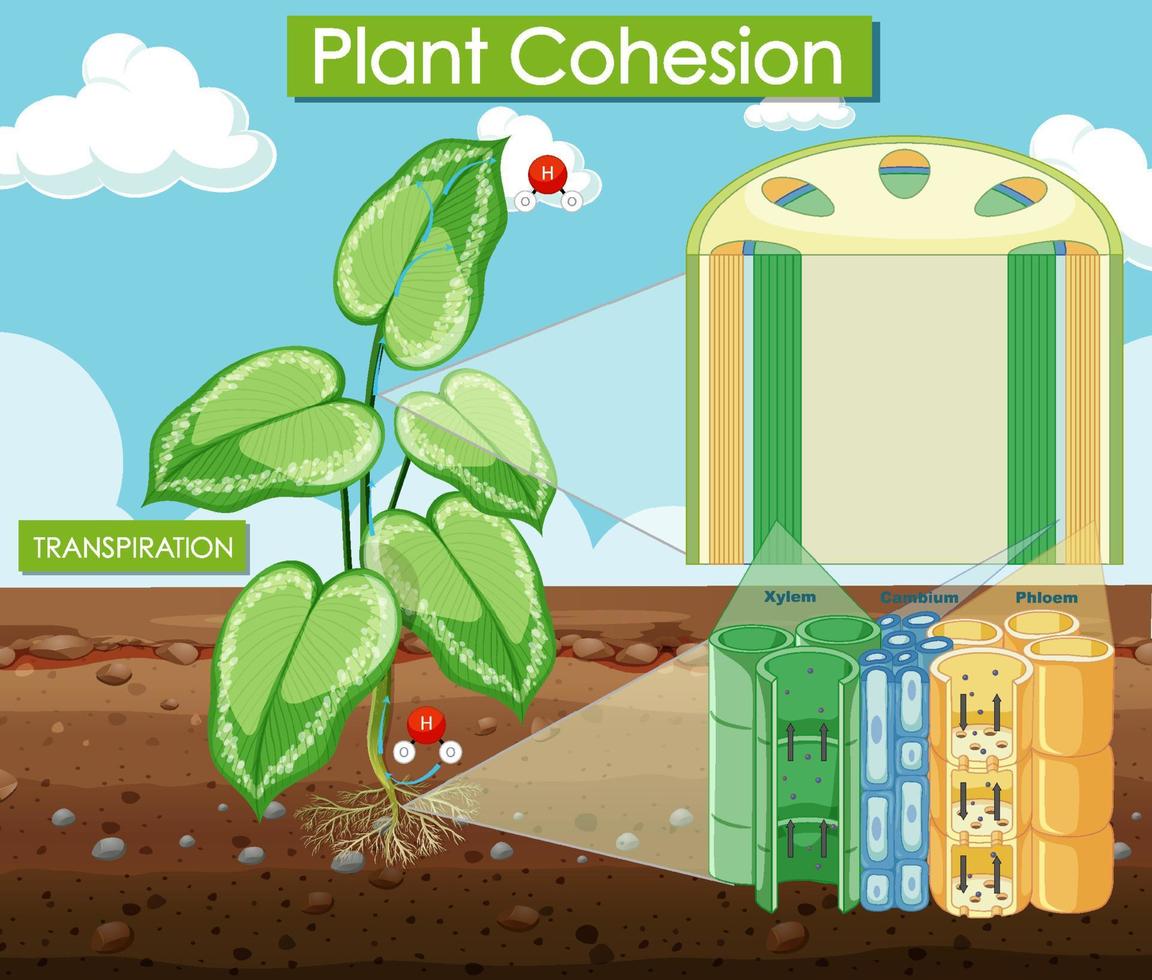 diagramma che mostra la coesione della pianta vettore