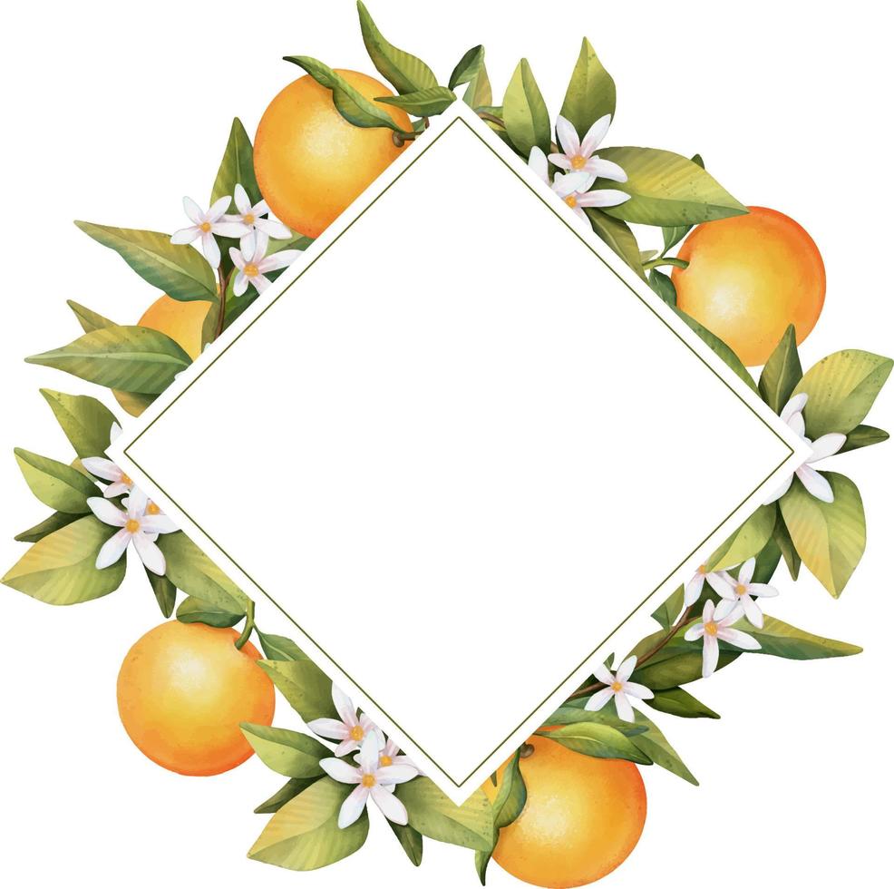 cornice di rami di alberi d'arancio in fiore acquerello disegnati a mano, fiori e arancio, illustrazione isolata su sfondo bianco vettore