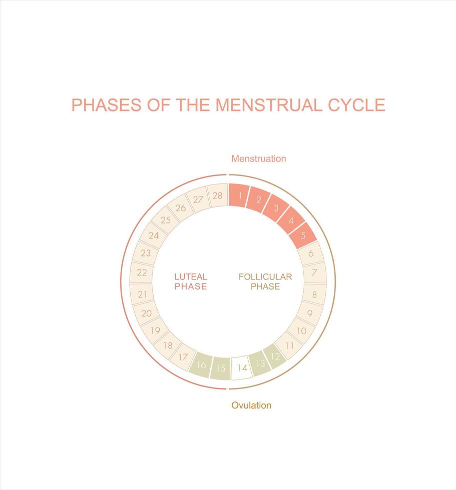 diagramma del ciclo mestruale. le quattro fasi principali. giorni di ciclo medi femminili. illustrazione vettoriale di infografica.