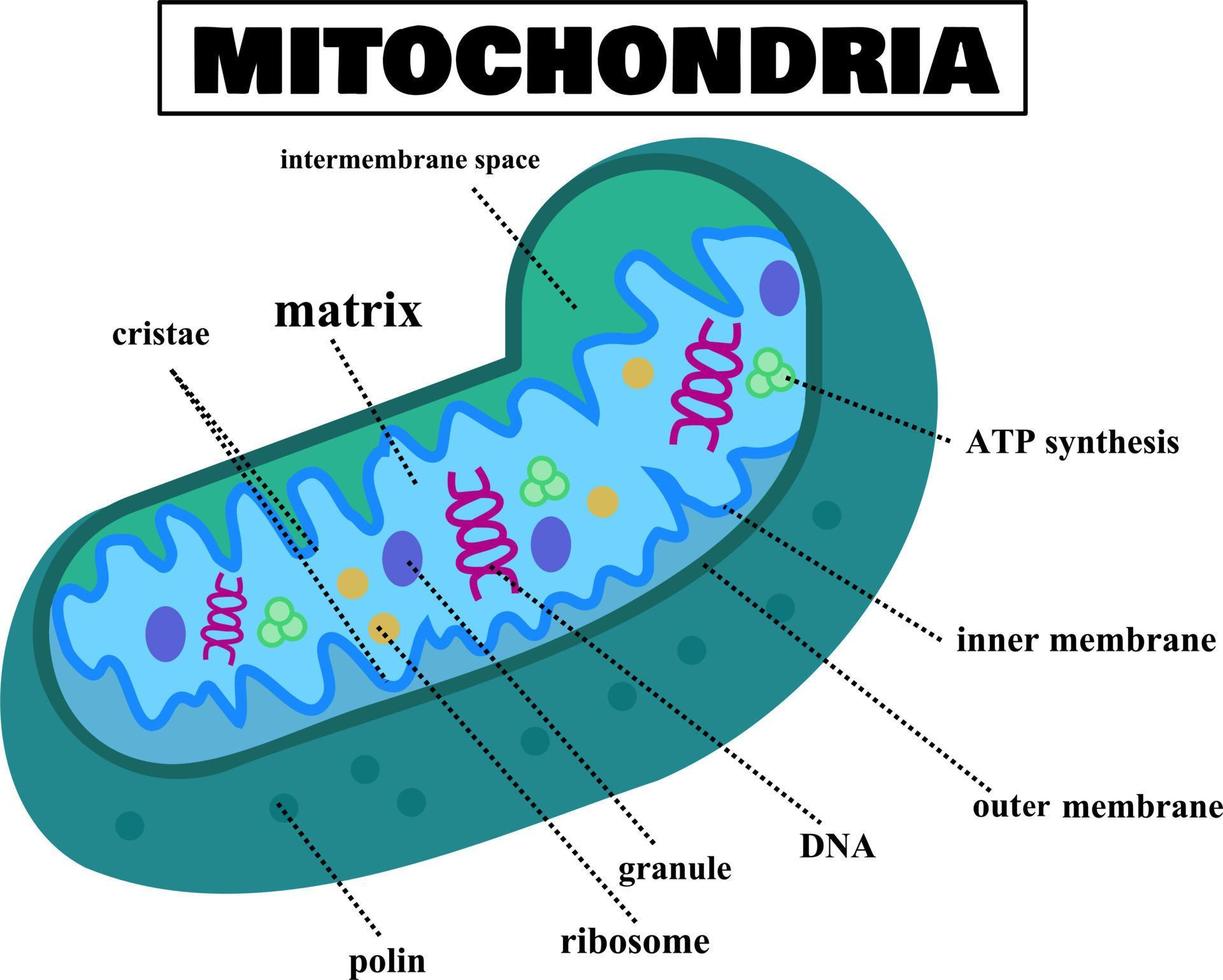 anatomia dei mitocondri.struttura della cellula.diagramma mitocondriale.biologia o scienza.infografica per l'istruzione.organello nelle cellule eucariotiche.illustrazione vettoriale del fumetto.design piatto.