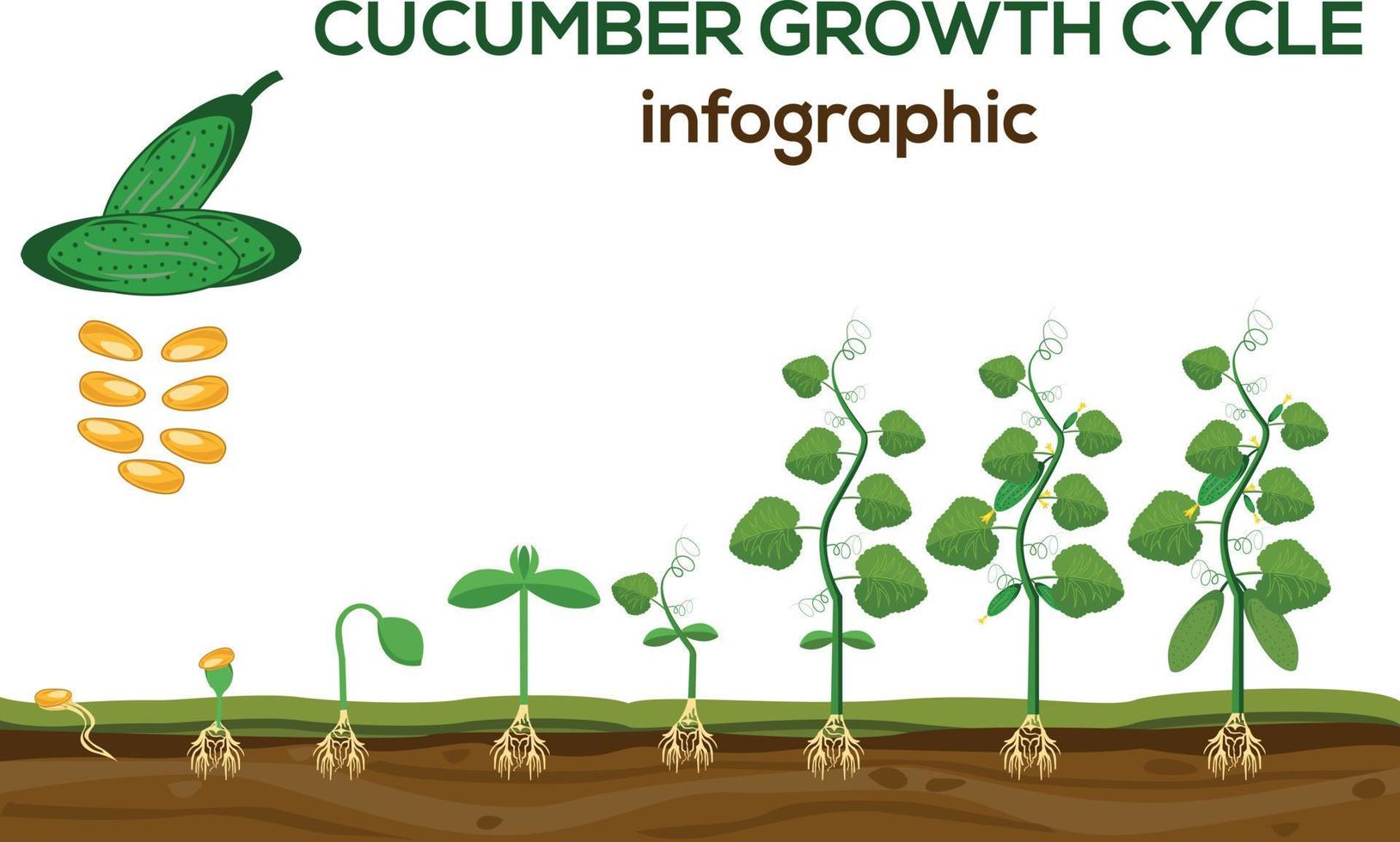 elementi infografici del ciclo di crescita delle piante di cetriolo in design piatto. processo di semina del cetriolo dai semi germogliano alla verdura matura, ciclo di vita della pianta isolato su sfondo bianco, illustrazione vettoriale. vettore