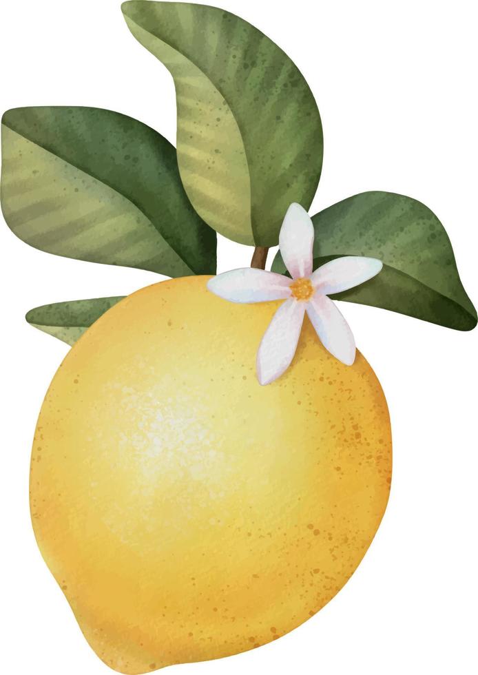 ramo di acquerello disegnato a mano con limoni, fiori e foglie verdi vettore