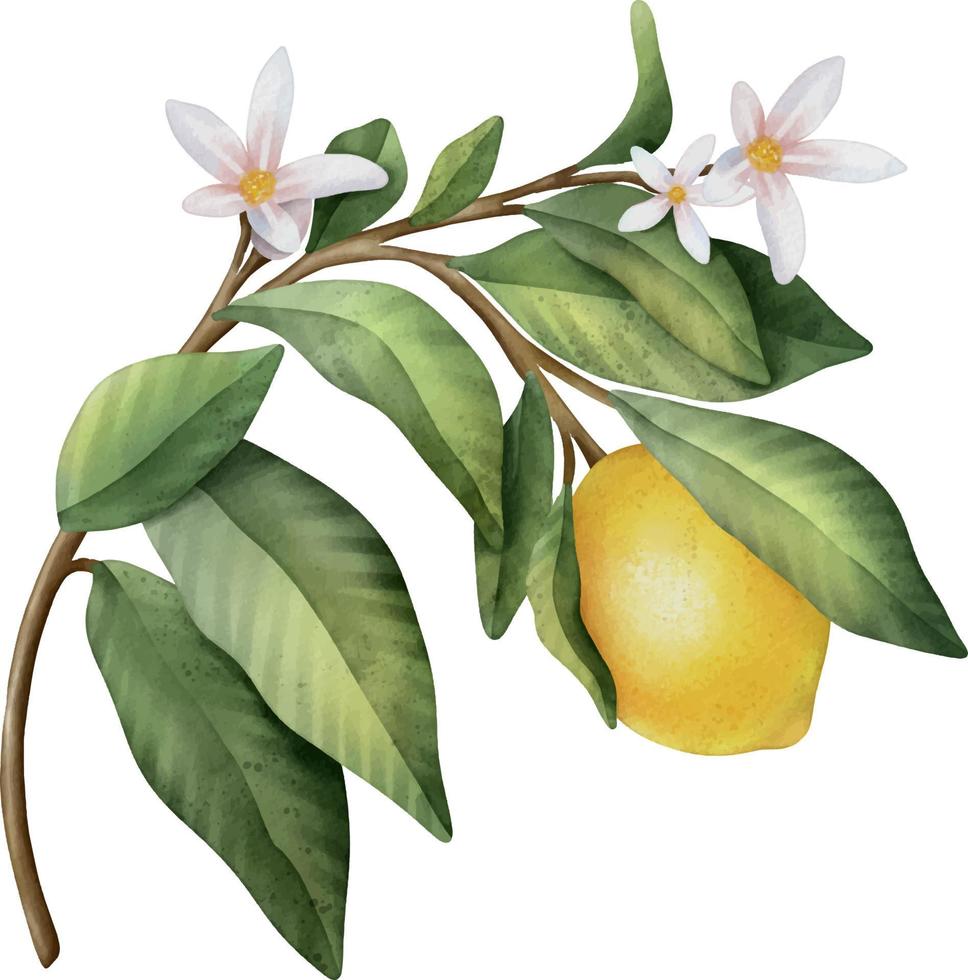 ramo di acquerello disegnato a mano con limoni, fiori e foglie verdi vettore