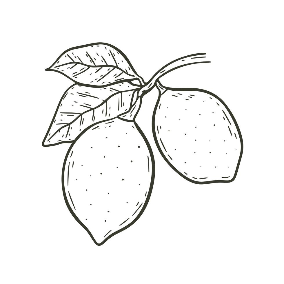 coppia di limoni su ramo con foglie incise a mano vettore