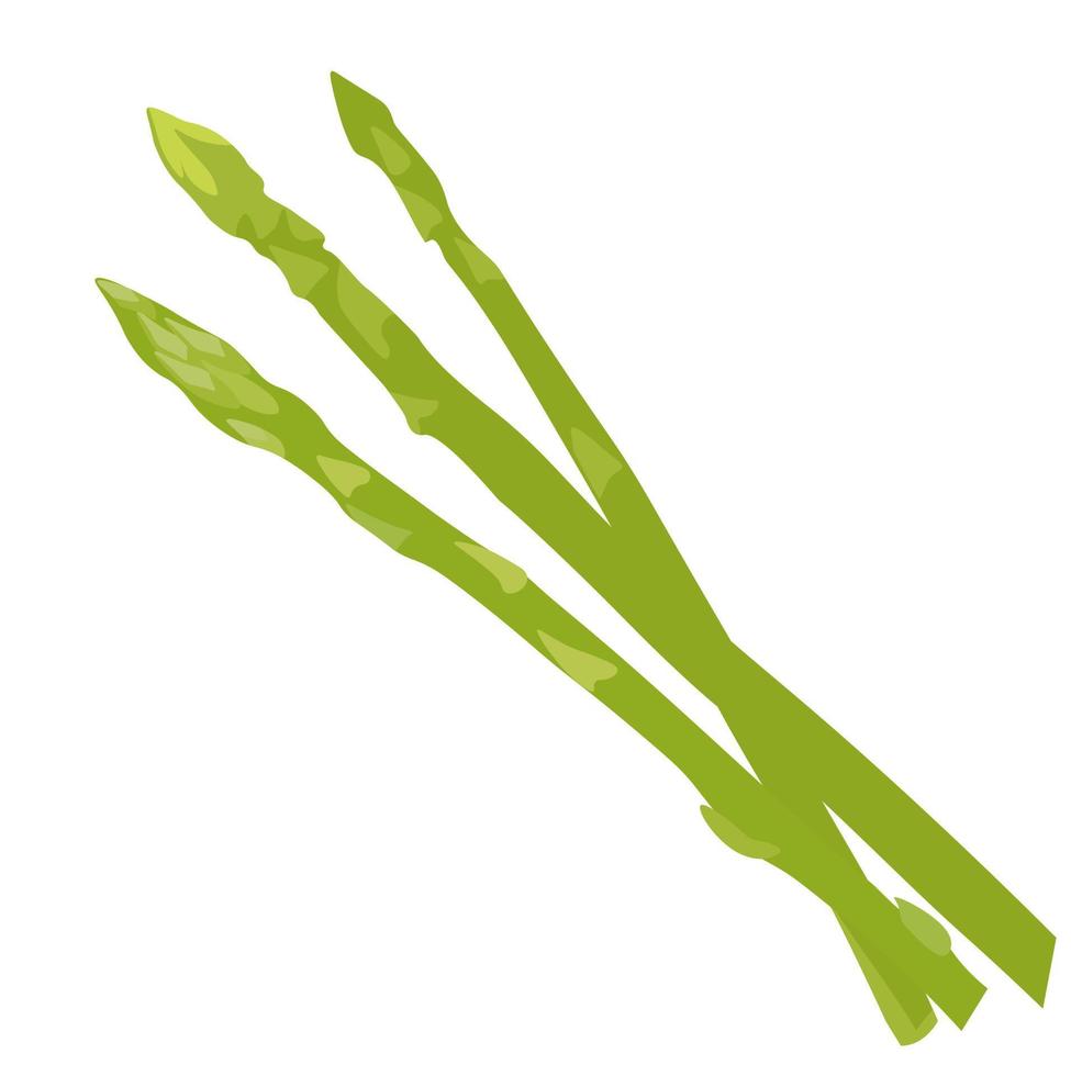 illustrazione di riserva di vettore di asparagi. primo piano di verdure verdi. Isolato su uno sfondo bianco.