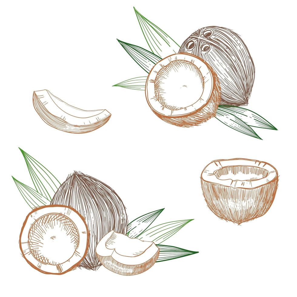 schizzo disegnato a mano di cocco. noci di cocco intere e mezze e foglie di palma. vettore