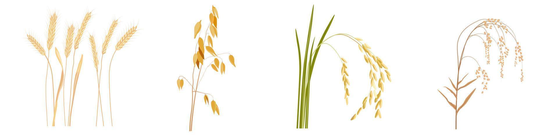 cereali, avena, grano, riso, miglio illustrazione stock vettoriale. un insieme di piante di grano di pane. Isolato su uno sfondo bianco. vettore