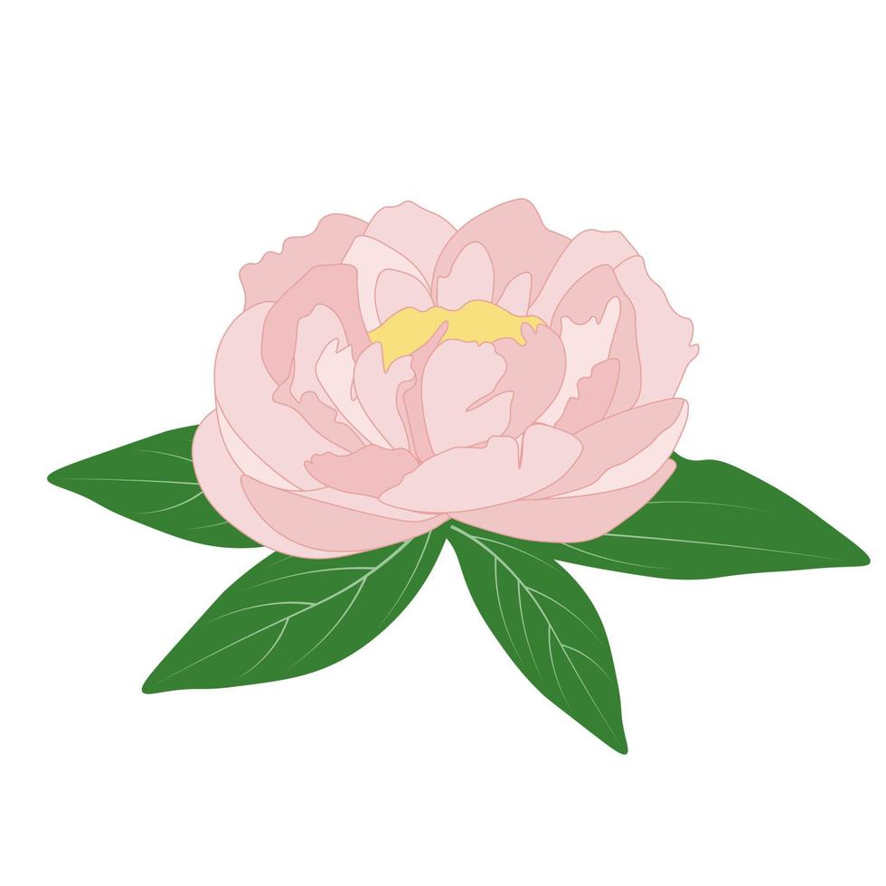 illustrazione di riserva di vettore di peonie rosa. un bocciolo di fiore con foglie verdi. Isolato su uno sfondo bianco.