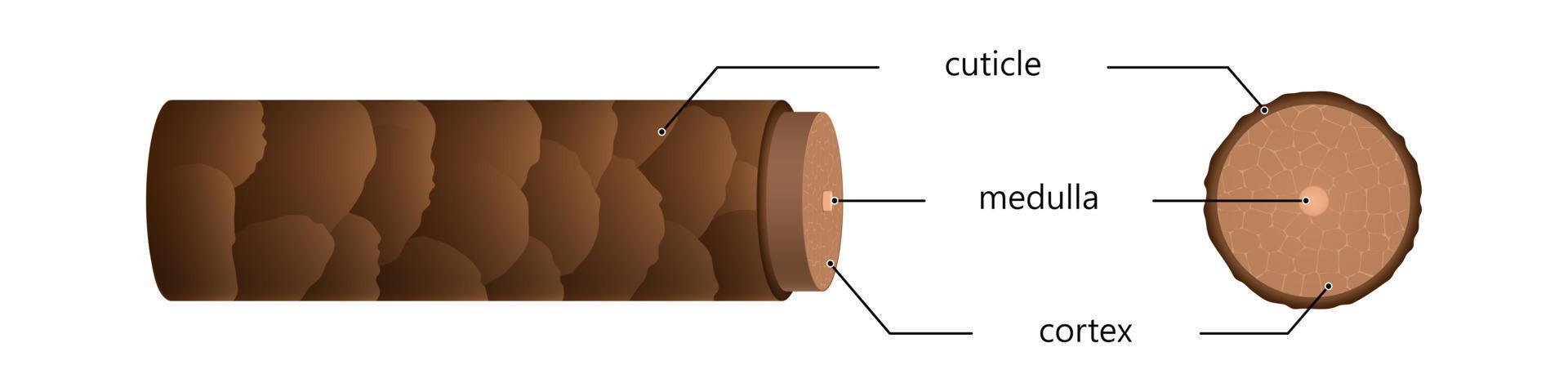 struttura dei capelli in sezione al microscopio. squame superficiali marroni con cuticole sebacee e terminazioni nervose con fibre vettoriali cellulari