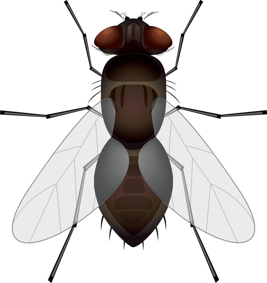 clipart volare isolato su sfondo bianco. illustrazione vettoriale di insetto volante