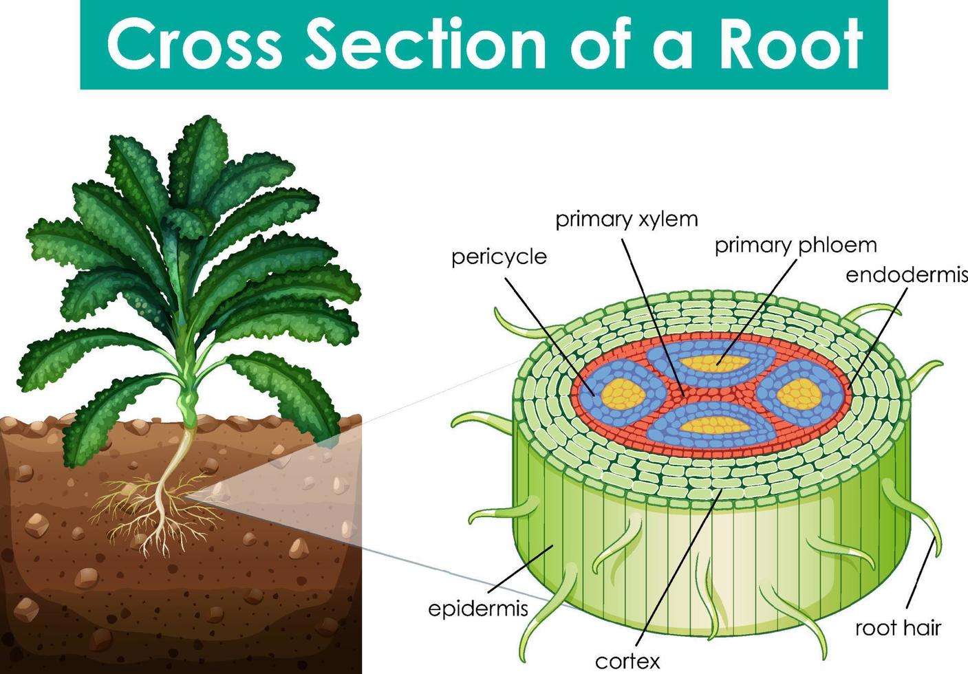 diagramma che mostra la sezione trasversale di una radice vettore