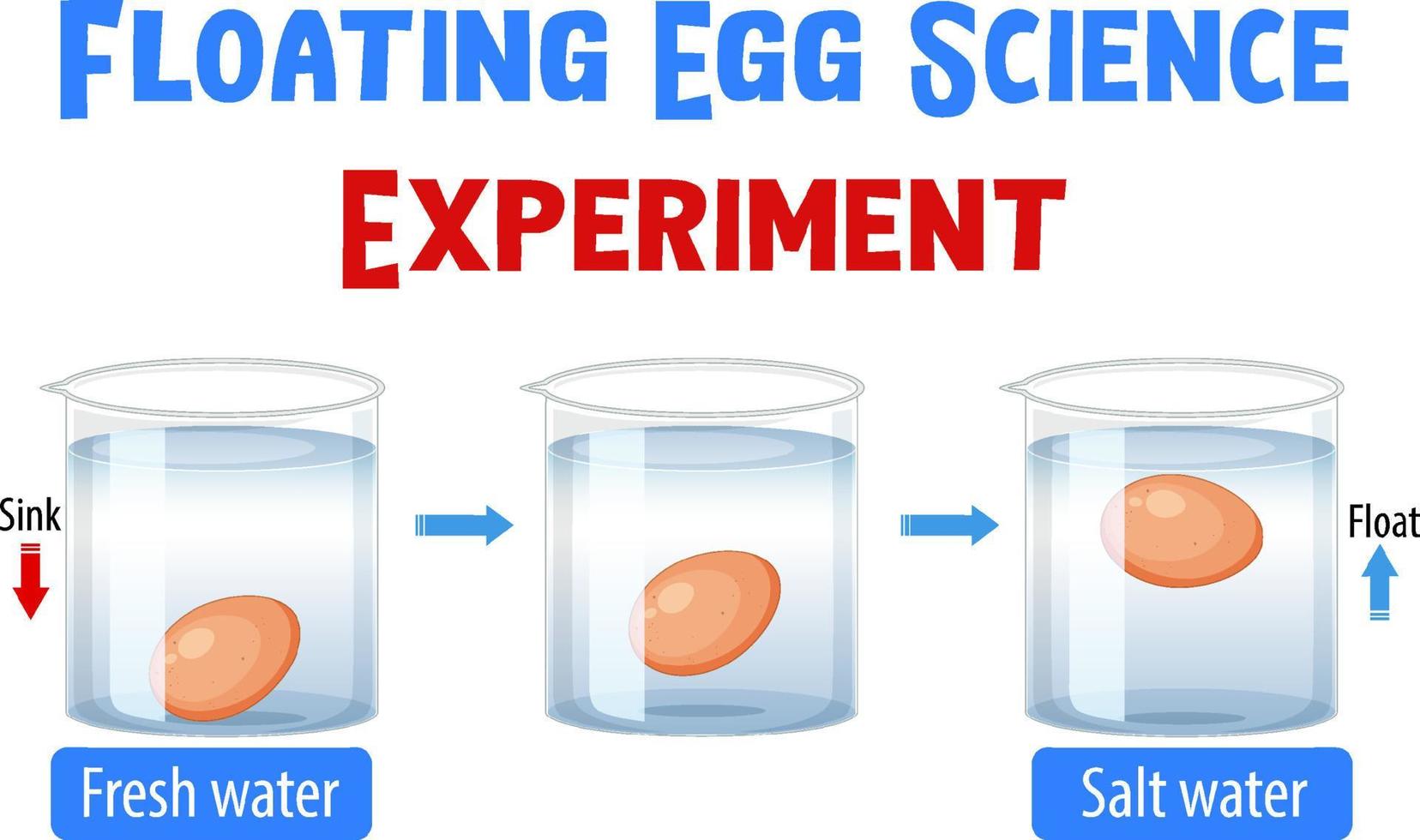 diagramma che mostra l'esperimento dell'uovo galleggiante vettore