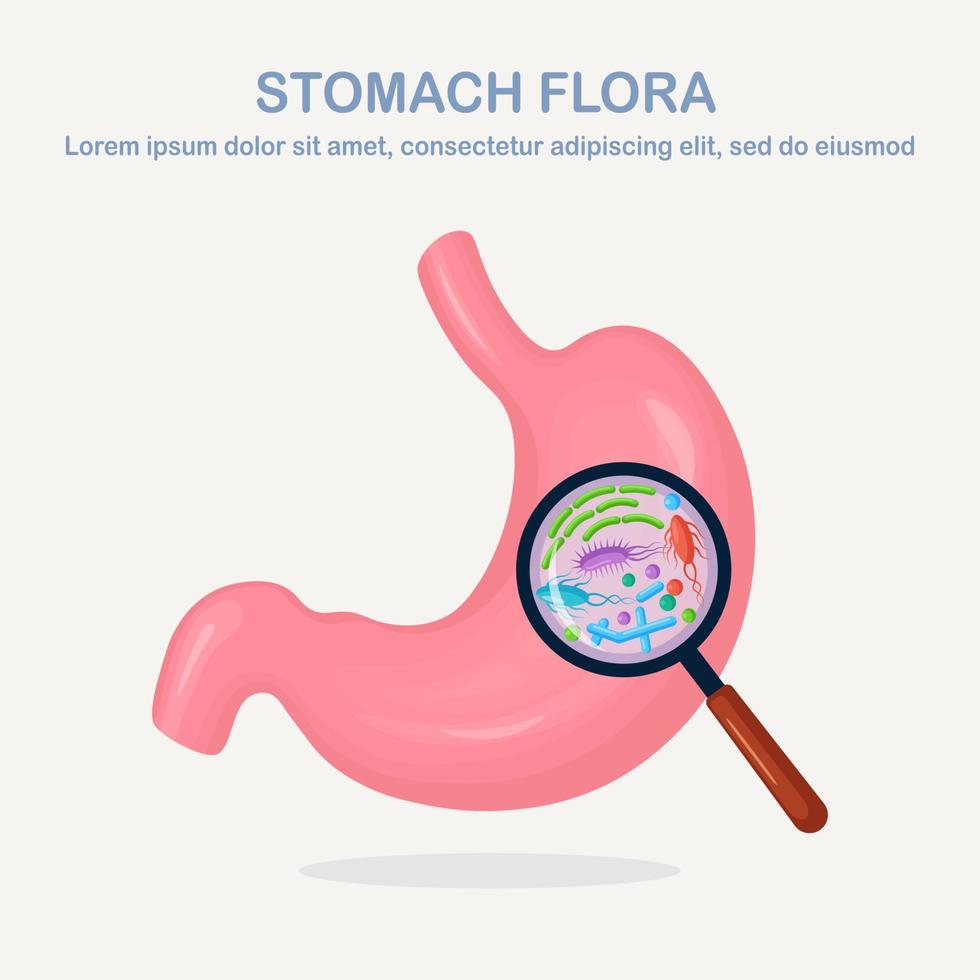 flora dello stomaco. apparato digerente, tratto con batteri, virus, microrganismi, probiotici isolati su sfondo bianco. organi umani interni. concetto medico, di biologia. design piatto vettoriale