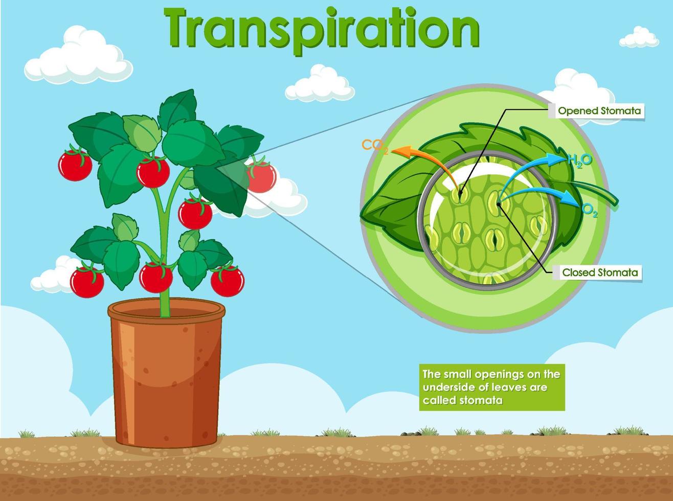 diagramma che mostra la traspirazione nella pianta vettore