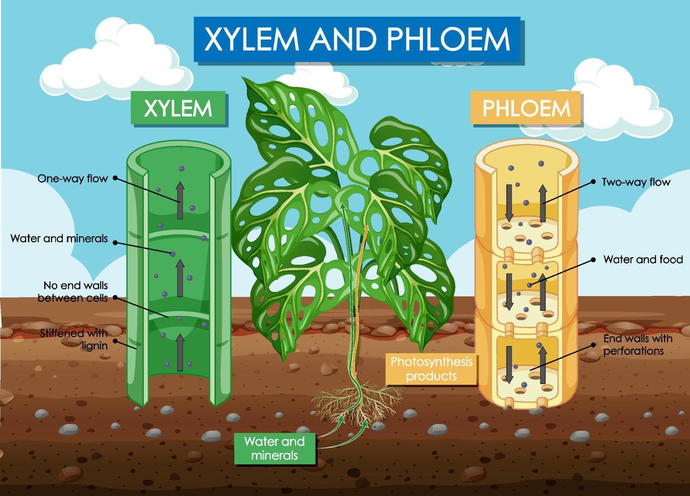 diagramma che mostra la pianta di xilema e floema vettore