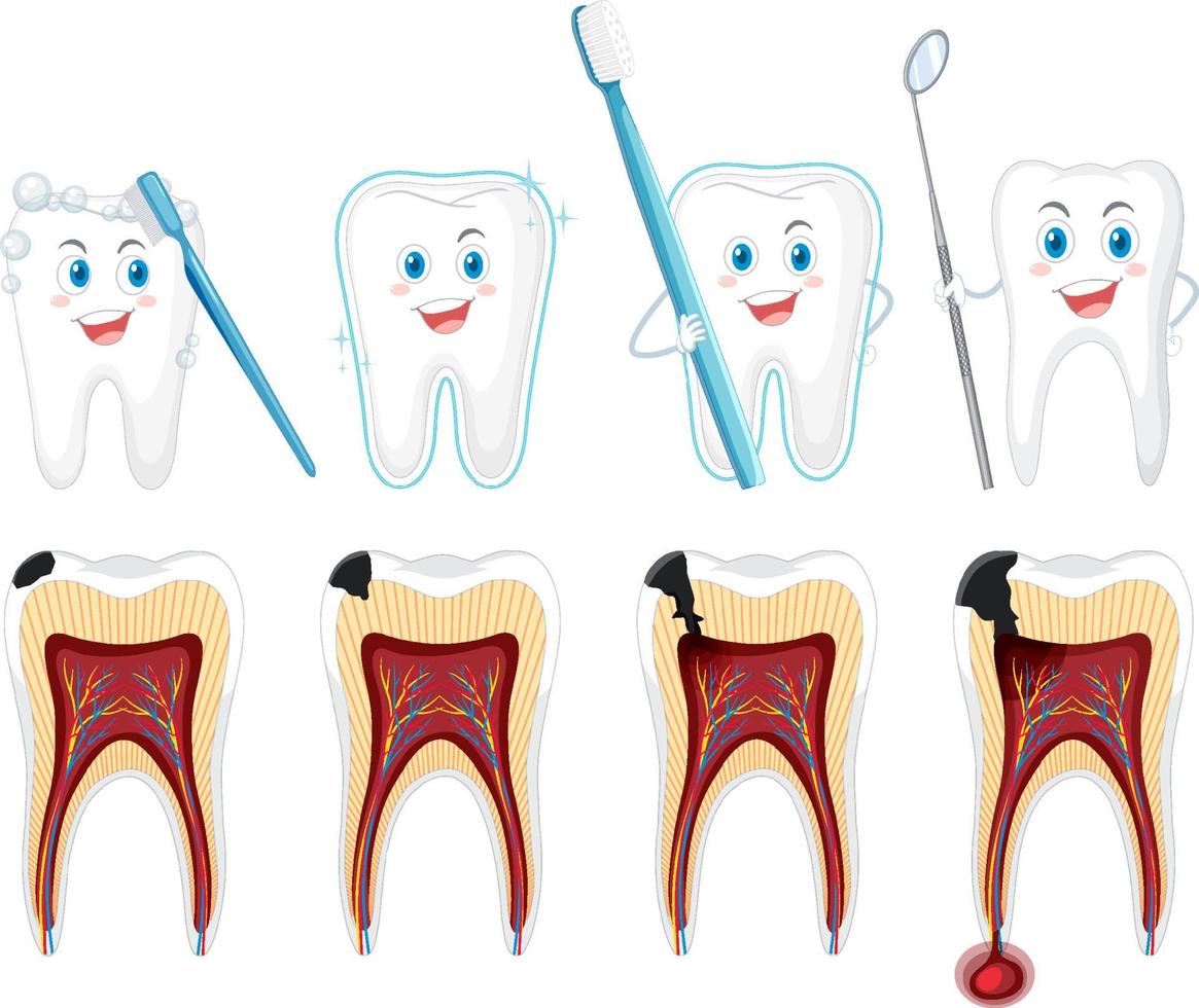 set di tutti i tipi di denti su sfondo bianco vettore