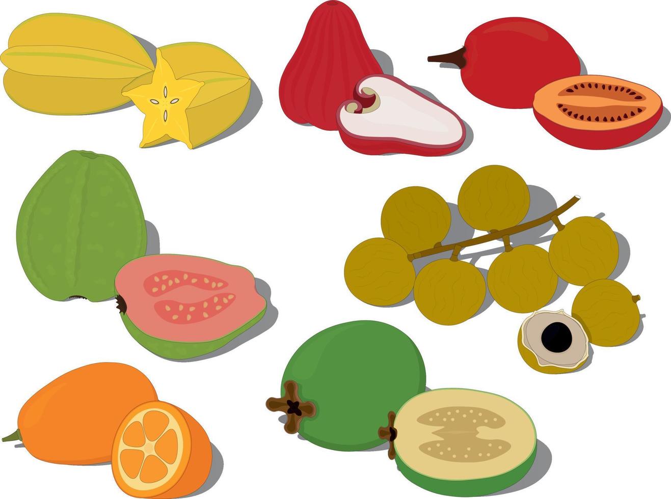 illustrazione vettoriale di raccolta di frutti dolci tropicali esotici