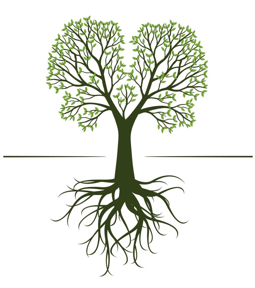 albero verde con radici. illustrazione vettoriale. vettore