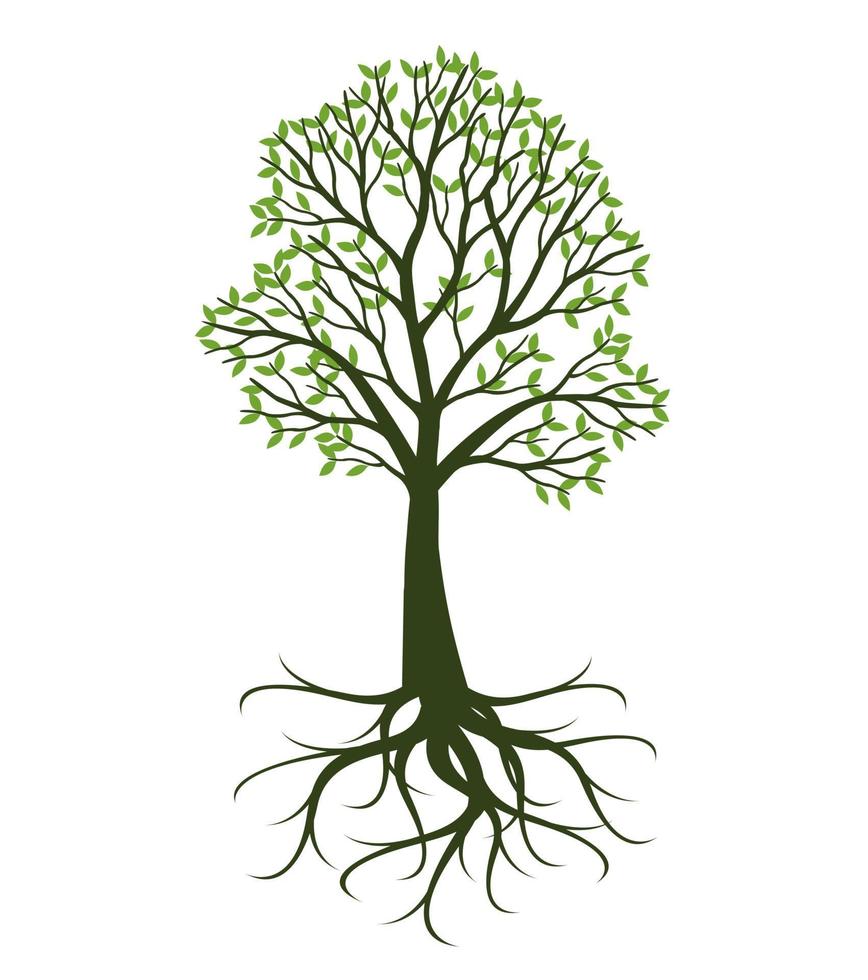 albero verde con radici. illustrazione vettoriale. vettore