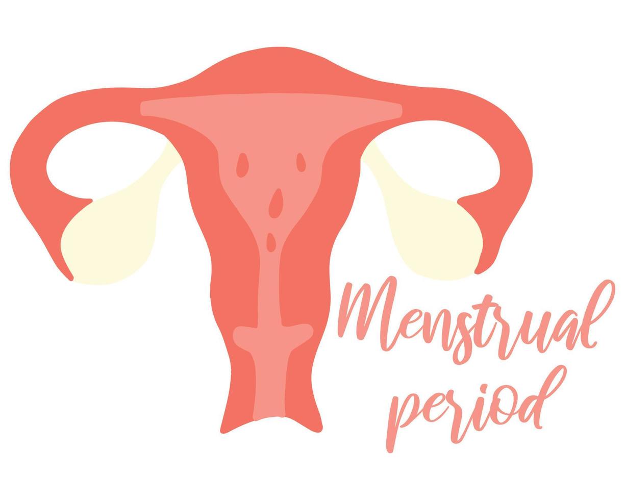 mestruazione.banner femminile con periodo mestruale. ciclo mestruale. utero. vettore