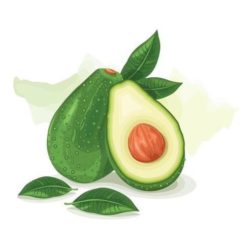 Frutta verde dell&#39;avocado sopra la spruzzata dell&#39;acquerello vettore