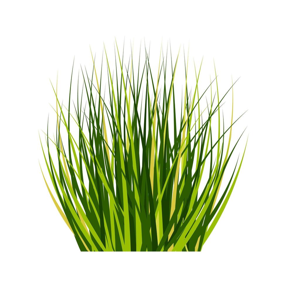 cespuglio alto lanuginoso isolato su bianco. grappolo d'erba verde. elemento di design primaverile ed estivo. vettore