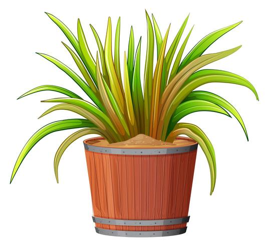pianta in vaso di legno vettore