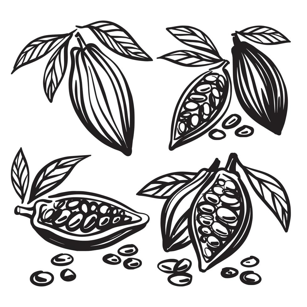 disegno a mano di fave di cacao vettore