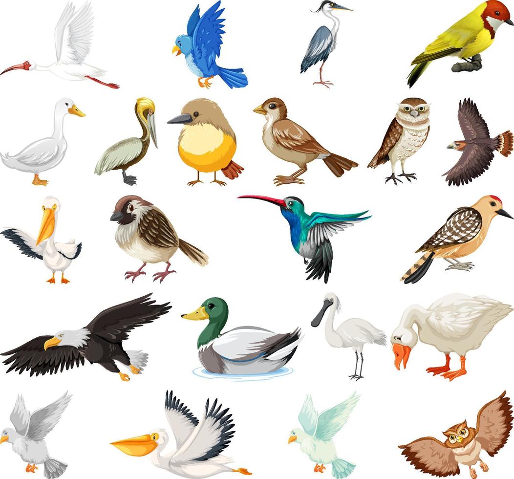 diversi tipi di raccolta di uccelli vettore
