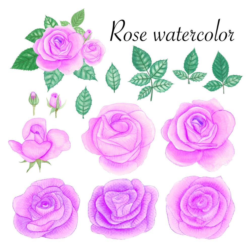 set di elementi ad acquerello rosa. fiore, foglie, germoglio, botanico isolato su sfondo bianco. illustrazione vettoriale disegnata a mano.