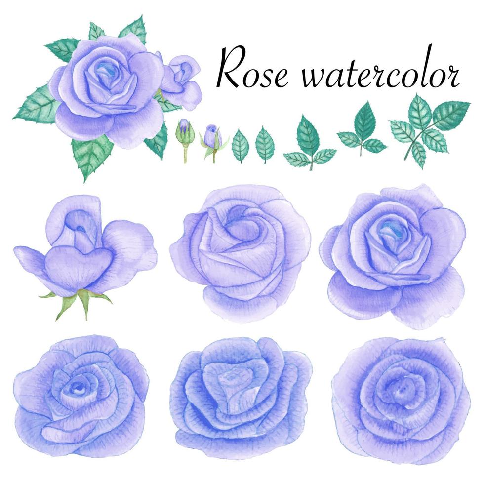 set di elementi ad acquerello rosa. fiore, foglie, germoglio, botanico isolato su sfondo bianco. illustrazione vettoriale disegnata a mano.