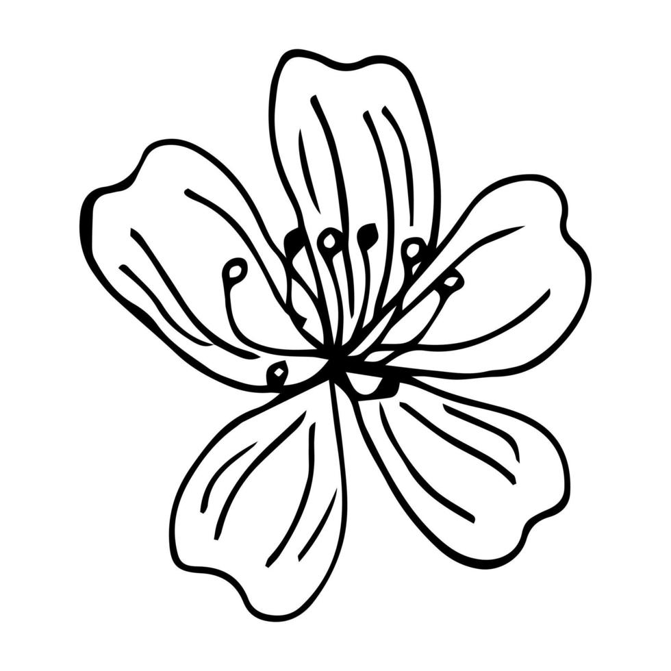 set di rami di sakura isolati disegnati a mano carino. illustrazione vettoriale floreale in contorno nero e aereo bianco isolato su sfondo bianco.