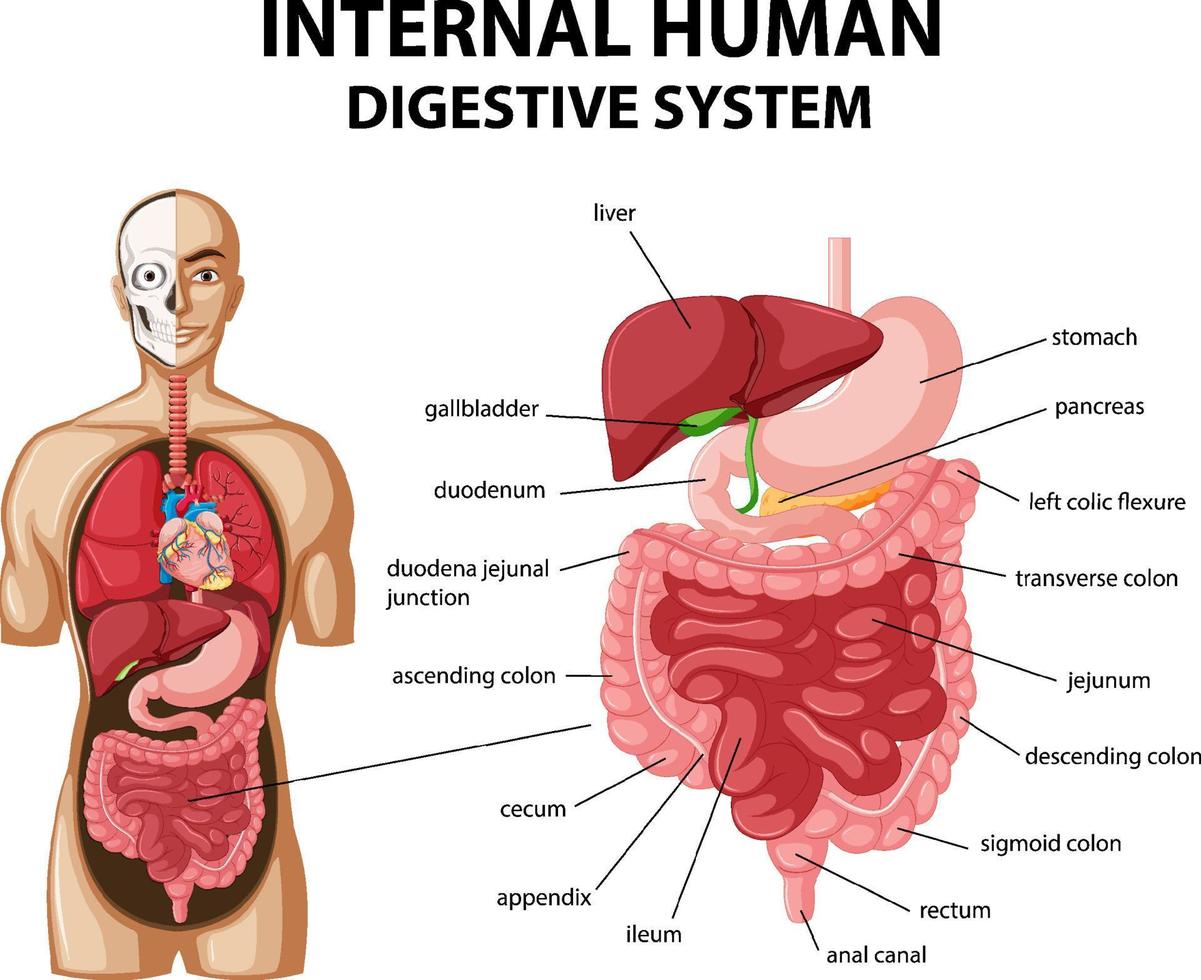 diagramma che mostra il sistema digerente umano interno vettore